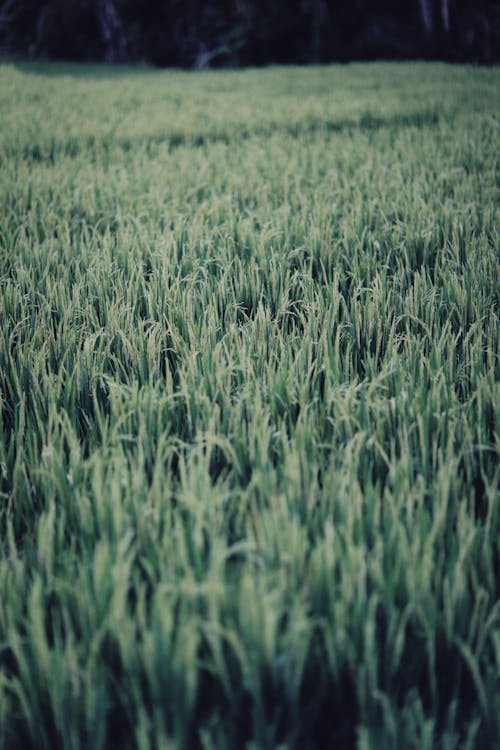 Darmowe zdjęcie z galerii z pionowy strzał, pole trawy, rolnictwo