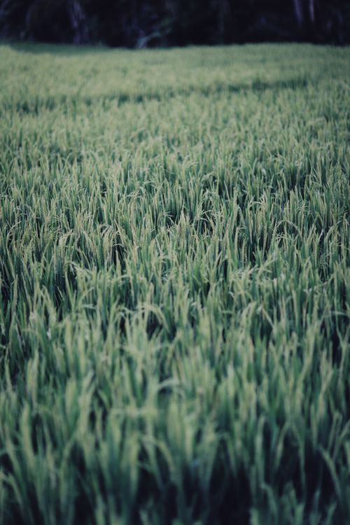 Free Dense and verdant rice field captured at twilight, showcasing natural abundance. Stock Photo