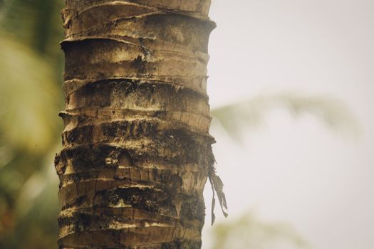 Close-up Photo of a Tree Trunk