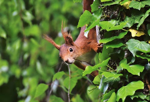 Brown Squirrel on Tree