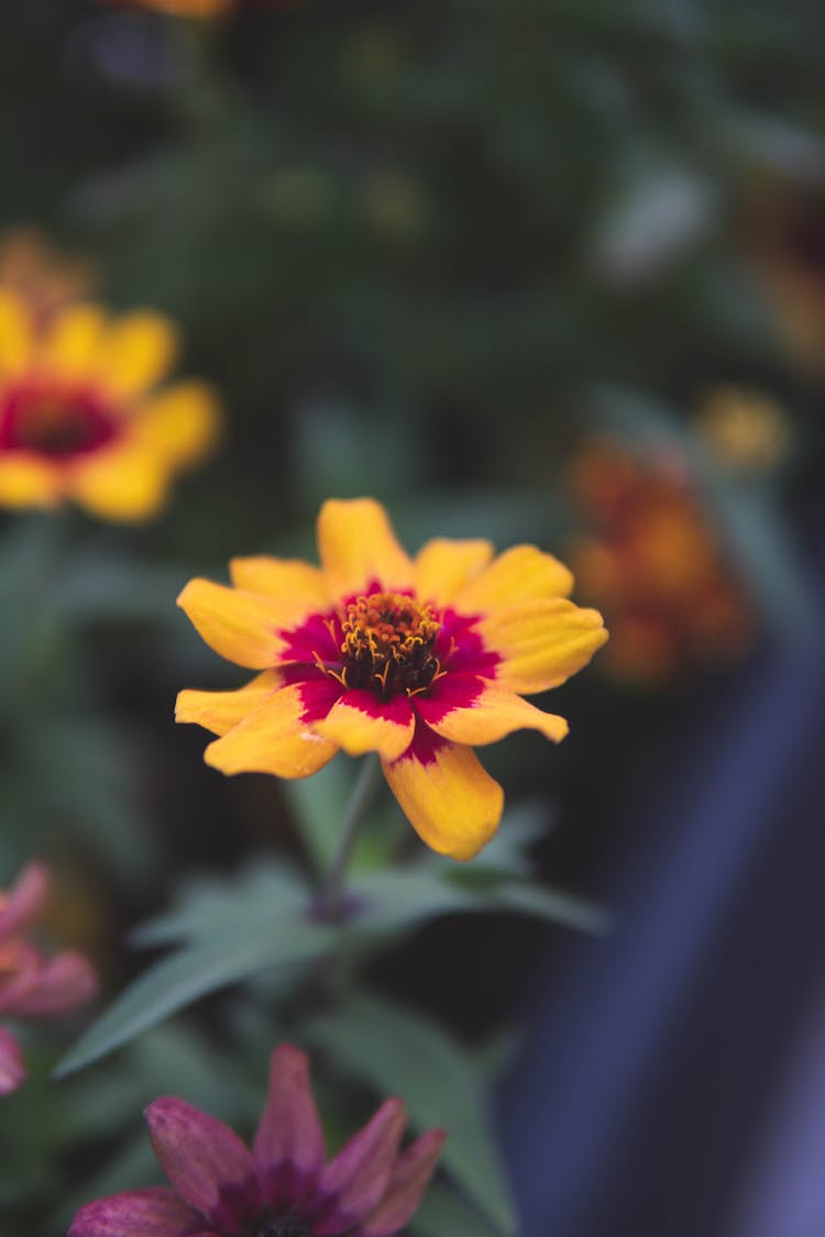 Yellow Red Flower With Blurred Floral Background