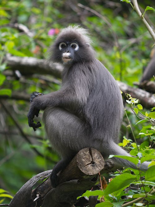 Dusky Leaf Monkey on Brown Tree Branch