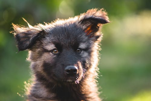 Close-up Photo of a Cute German Shepherd Puppy