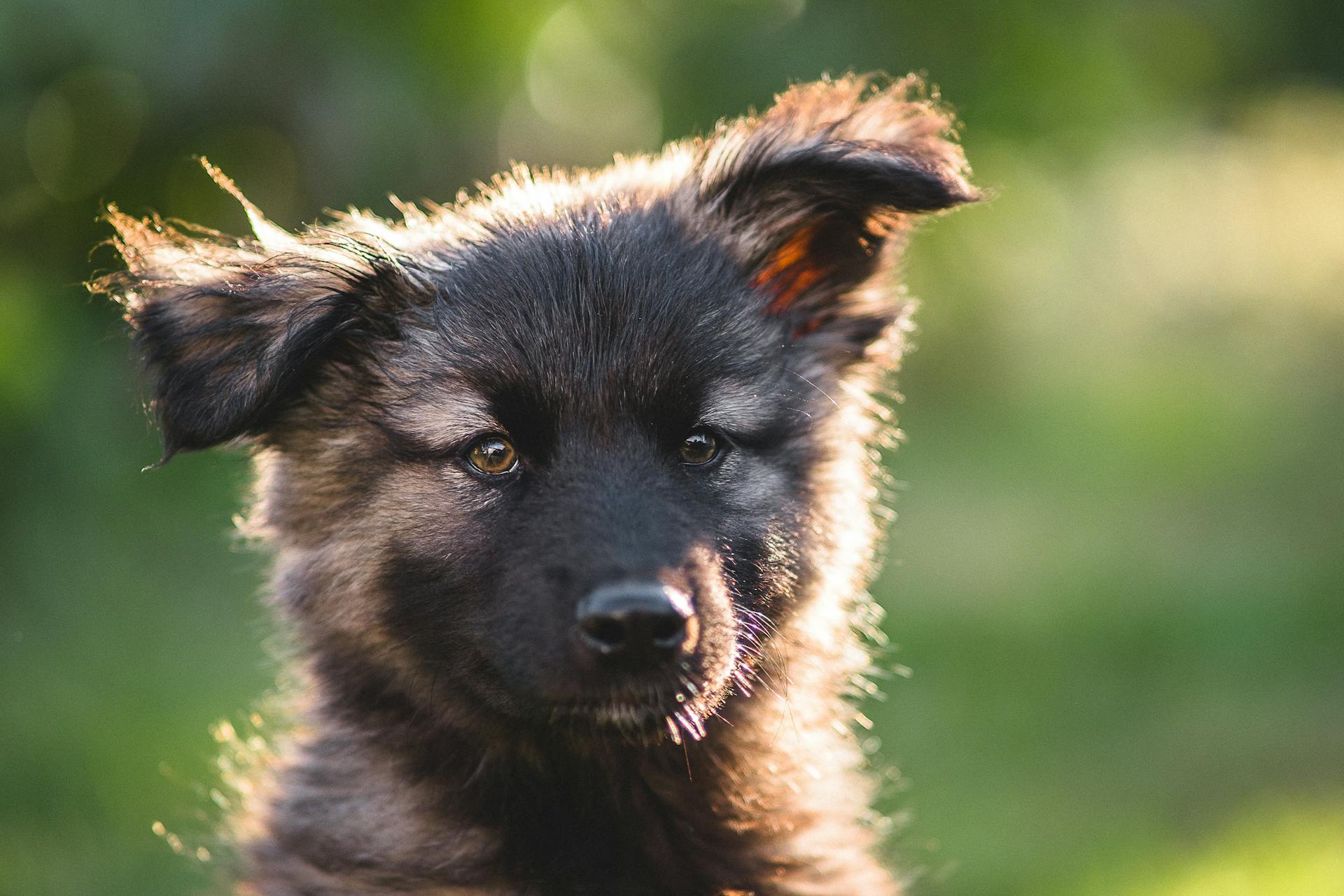 Close-upfoto van een schattige Duitse herdershondje