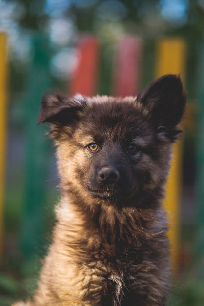 How to make a German shepherd puppy ears stand up