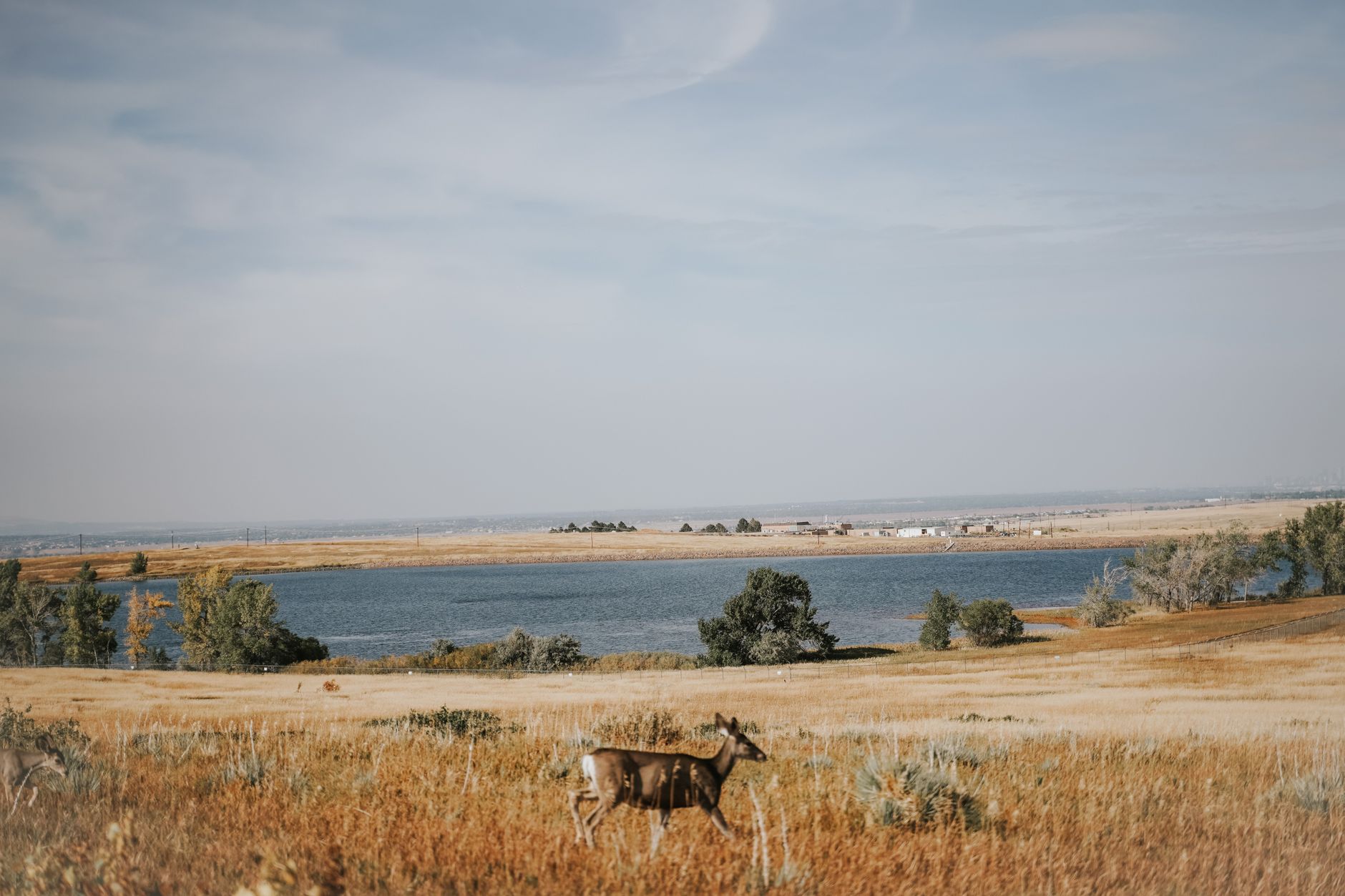 A deer wandering in a grassy field near a lake under a clear sky in Denver. Wildlife photography.