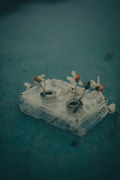 White Chamomile Flowers on Clear Cassette Tape 