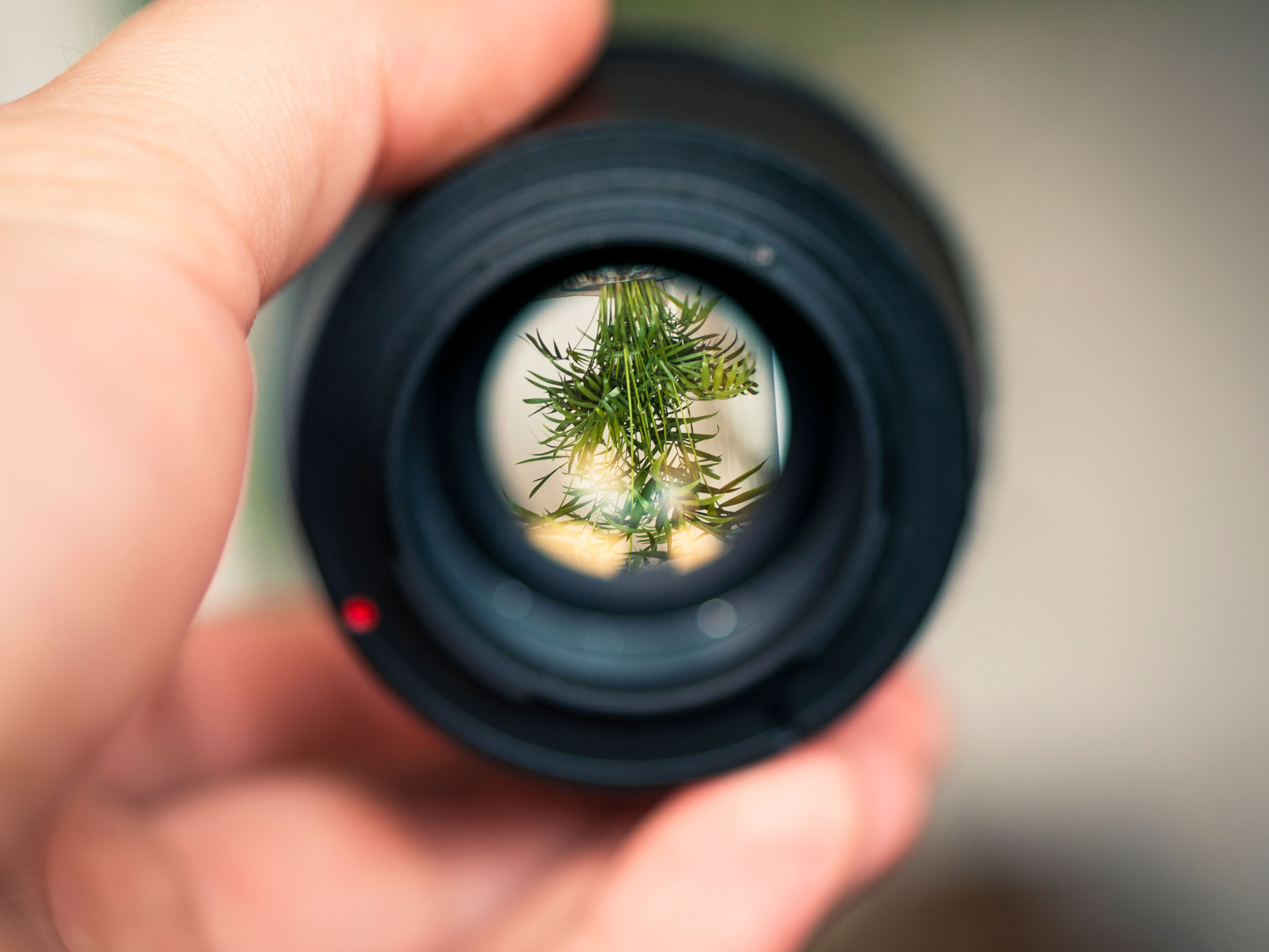 Person Holding Black Smartphone Camera Lens Capturing Green Plant in ...