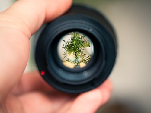 Person Holding Black Smartphone Camera Lens Capturing Green Plant in Selective Focus Photography