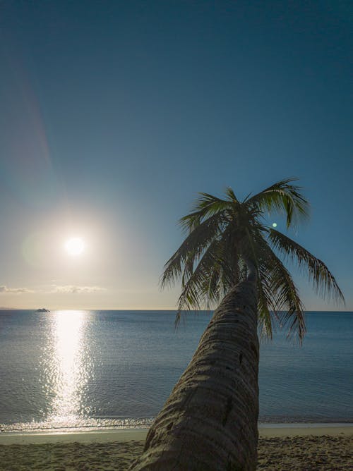 Free stock photo of beatufiul sun, clear sky, coconut tree