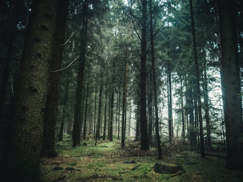 Free Бесплатное стоковое фото с вечнозеленый, деревья, дневной свет Stock Photo