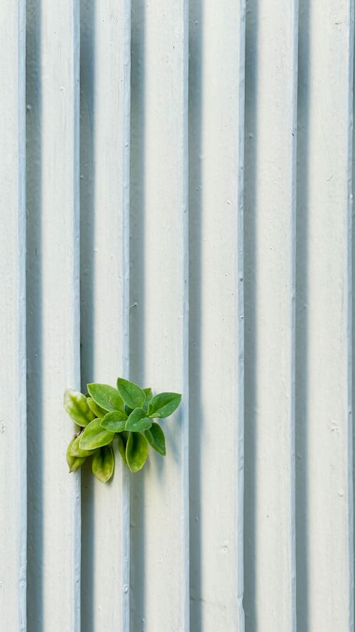 Free A small green succulent plant emerges through a white textured wall with vertical grooves, highlighting nature's resilience. Stock Photo
