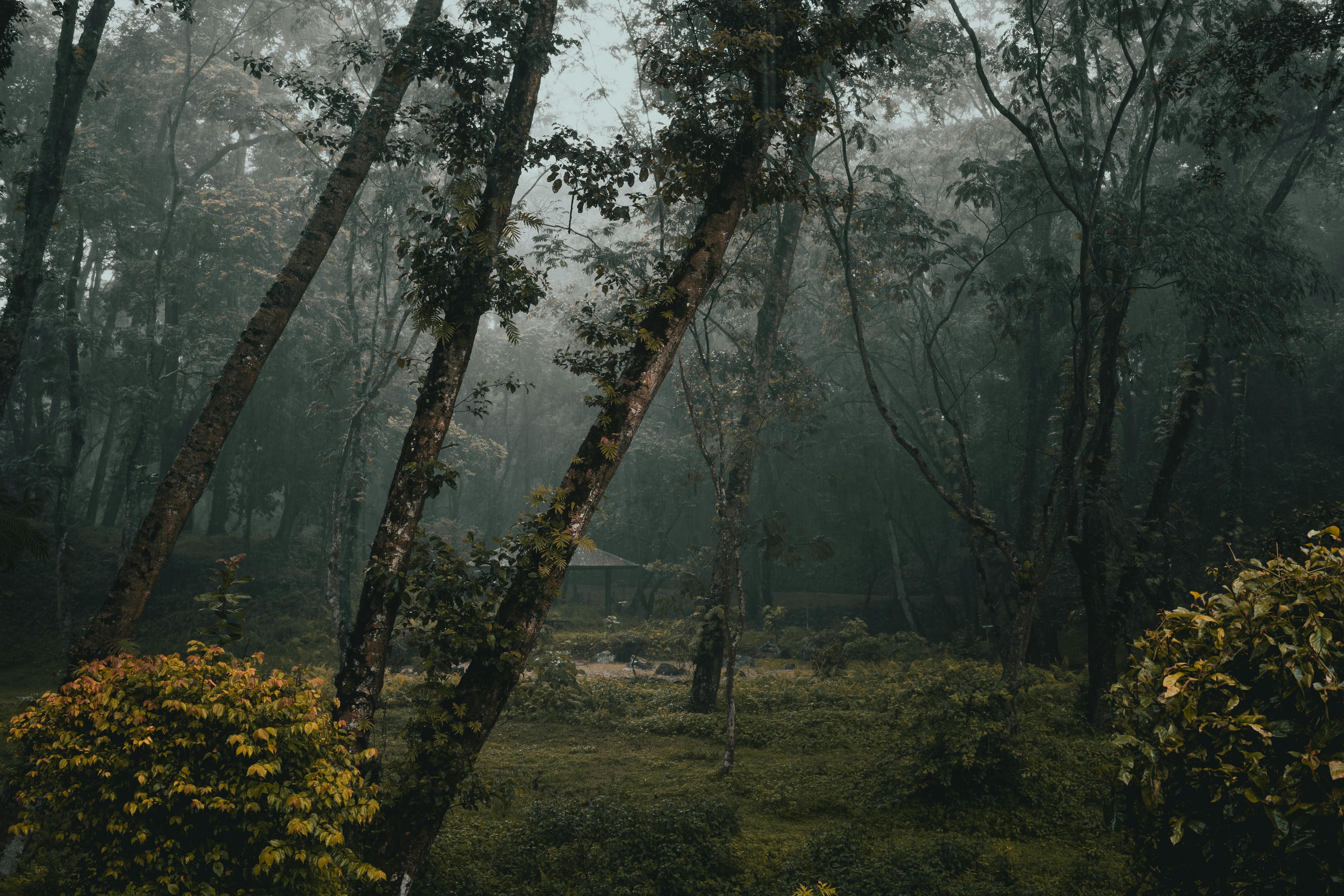 Forest Bathing: The Ancient Japanese Practice for Mental Clarity (2026)