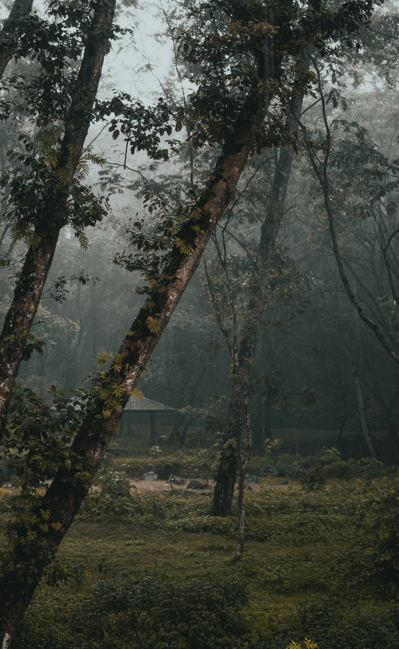 Forest Bathing: The Ancient Japanese Practice for Mental Clarity (2026)