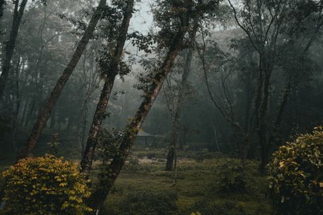 Misty forest at dawn by Beepin4 on Pexels