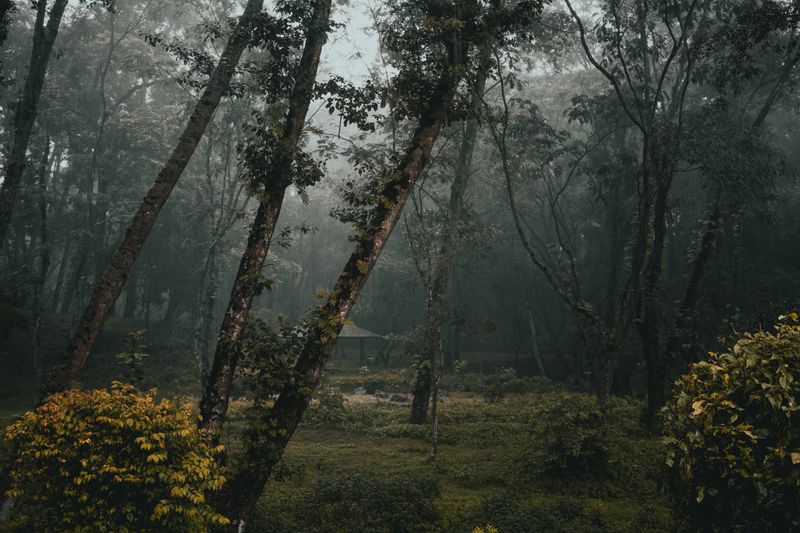 Misty forest at dawn — photo by Beepin4 on Pexels