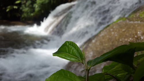 Free Green Leaf Plant Near Waterfalls Stock Photo