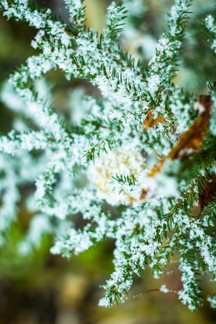 Branch Of Evergreen Tree Covered In Frost