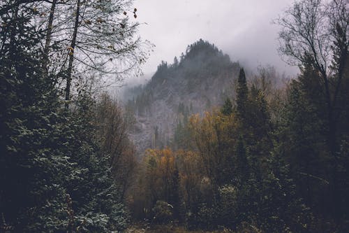 Free Gratis lagerfoto af bjerg, natur, skov Stock Photo