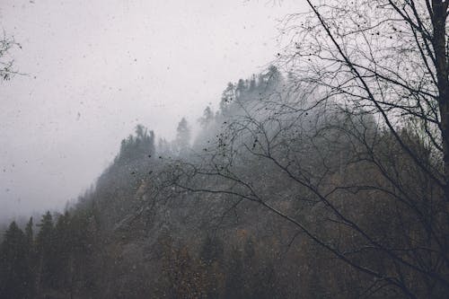 Fog and Snowfall in a Forest 
