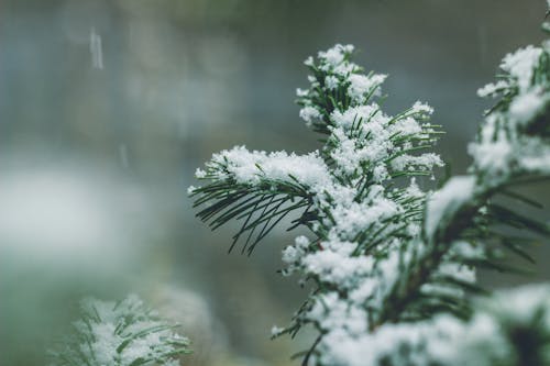 Imagine de stoc gratuită din a închide, arbori veșnic verzi, frig