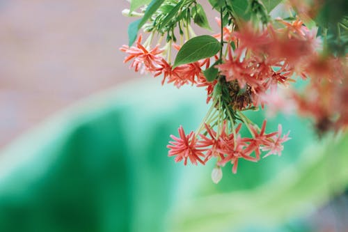 Flor De Pétalas De Rosa Fotografia Foco Diferencial