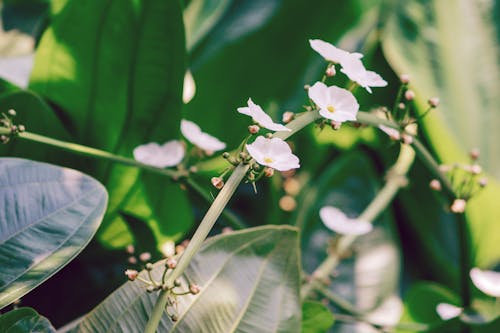 무료 흰 꽃잎 꽃의 선택적 초점 사진 스톡 사진