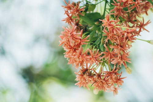 Selective Photography of White and Red Petaled Flower