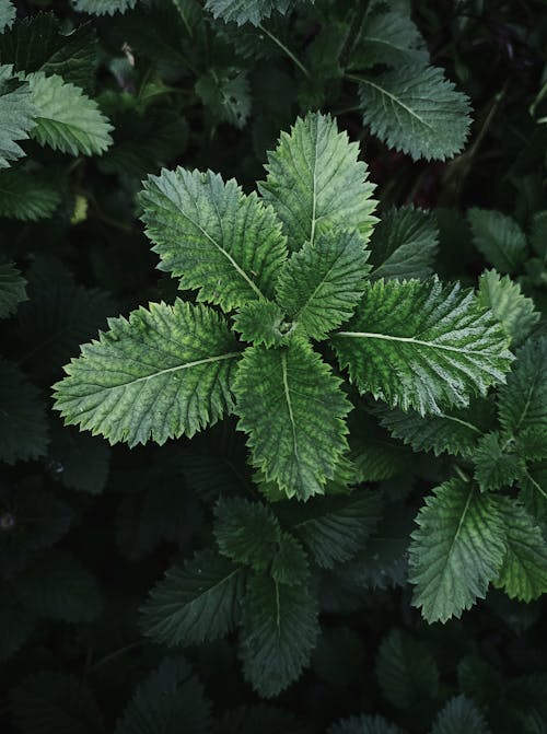 Close Up Photo of Green Leaves 