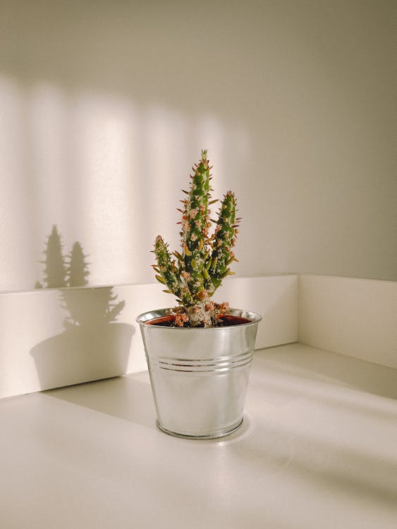 Cactus in a Metal Plant Pot