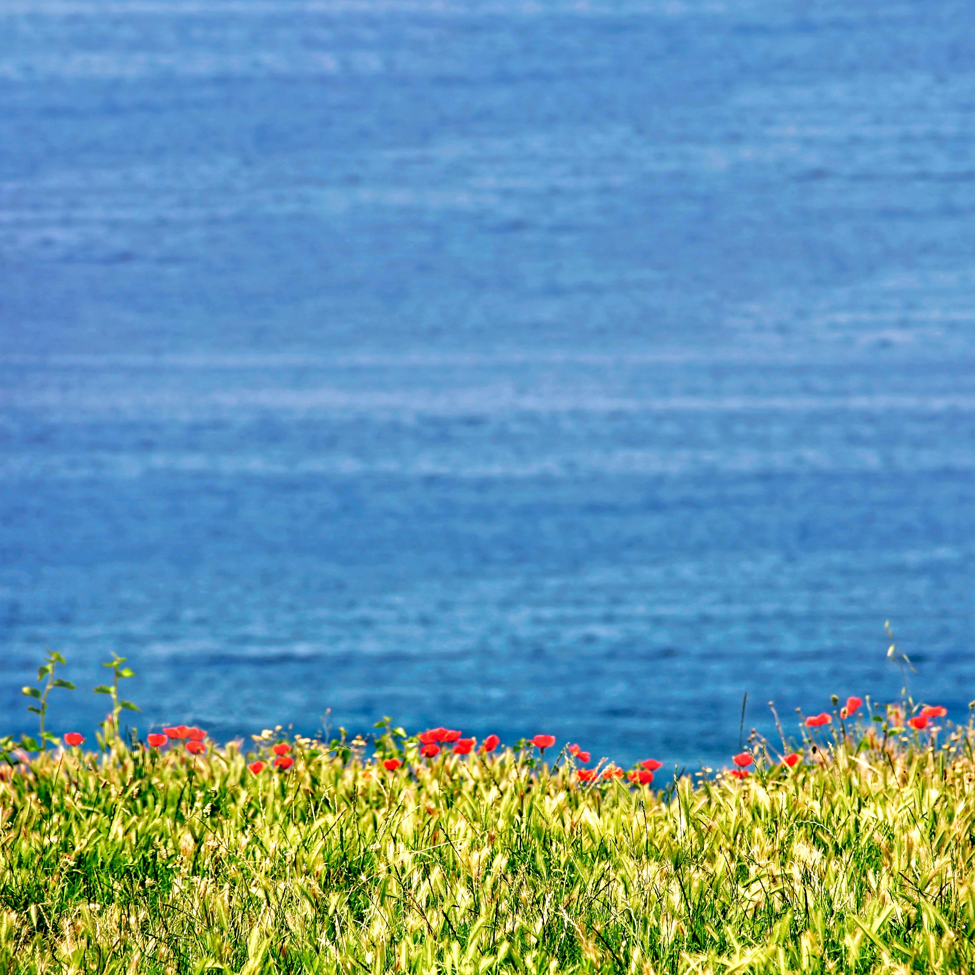 red bed of flowers with blue background