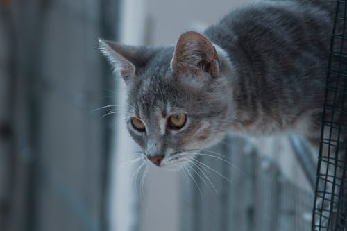 Kostenlos Kostenloses Stock Foto zu gefleckt, graue katze, häuslich Stock-Foto