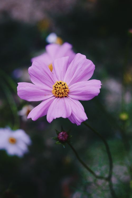 Free Beautiful close-up of a purple cosmos flower with a blurred background, showcasing vibrant petals. Stock Photo
