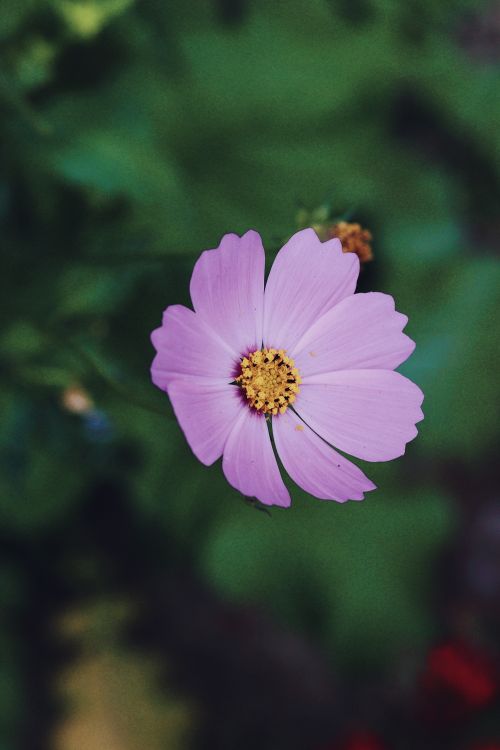 Free Detailed close-up of a purple cosmos flower with vivid green background, showcasing its delicate petals. Stock Photo