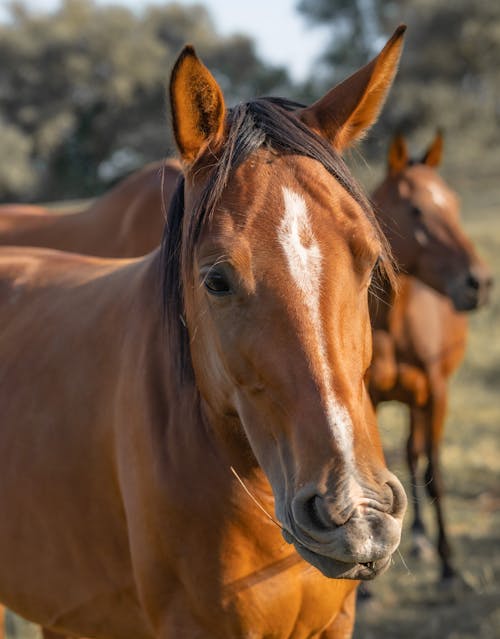 Close-Up Shot of a Brown Horse