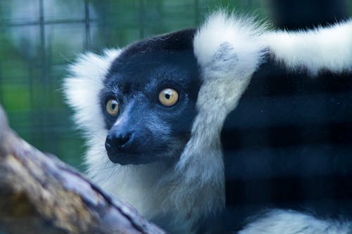 Základová fotografie zdarma na téma černo-bílý rukáv lemur, detail, dívání