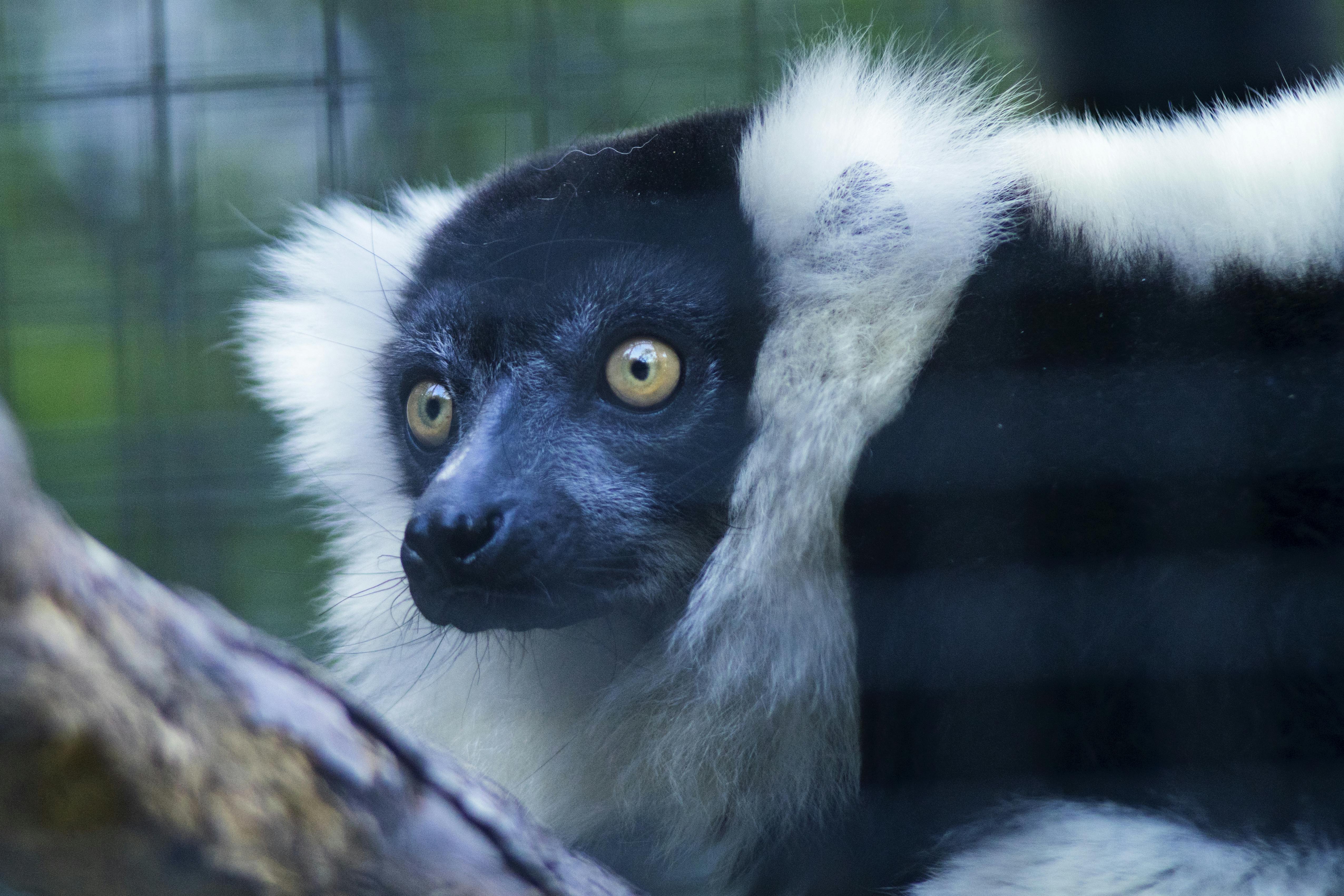 Kostenloses Foto zum Thema: lemur, madagaskar, pelzig