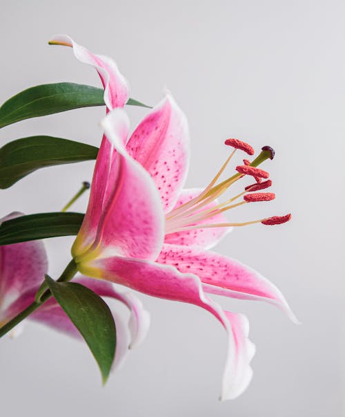 Close Up Photography of Star Gazer Lily Against White Background