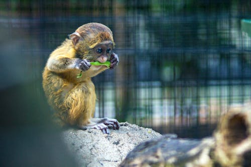 Free Brown and Black Primate on Gray Rock Stock Photo