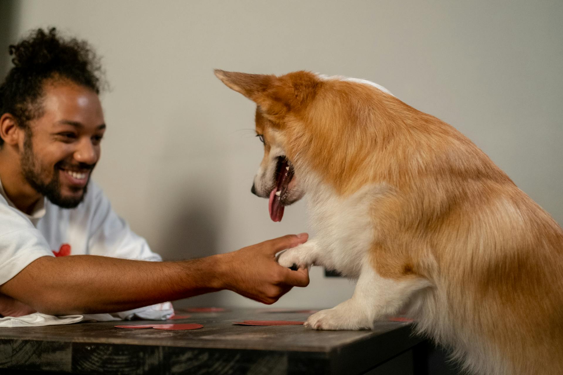 Corgi ger tass till leende man på Alla hjärtans dag