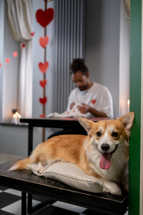 Free Adorable corgi posed indoors for Valentine's Day theme. Warm and cozy decor. Stock Photo