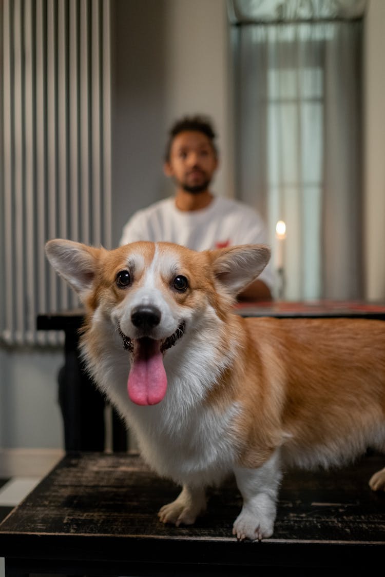 Cute Corgi Dog Panting