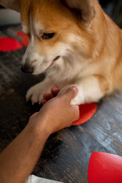 Mans Hand Holdings Dogs Paw