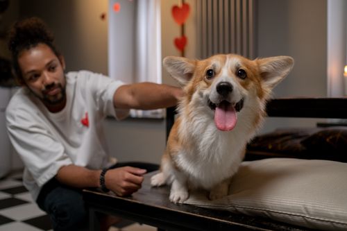 Free Man and corgi dog enjoying a cozy moment indoors with heart decor, perfect for pet lovers. Stock Photo