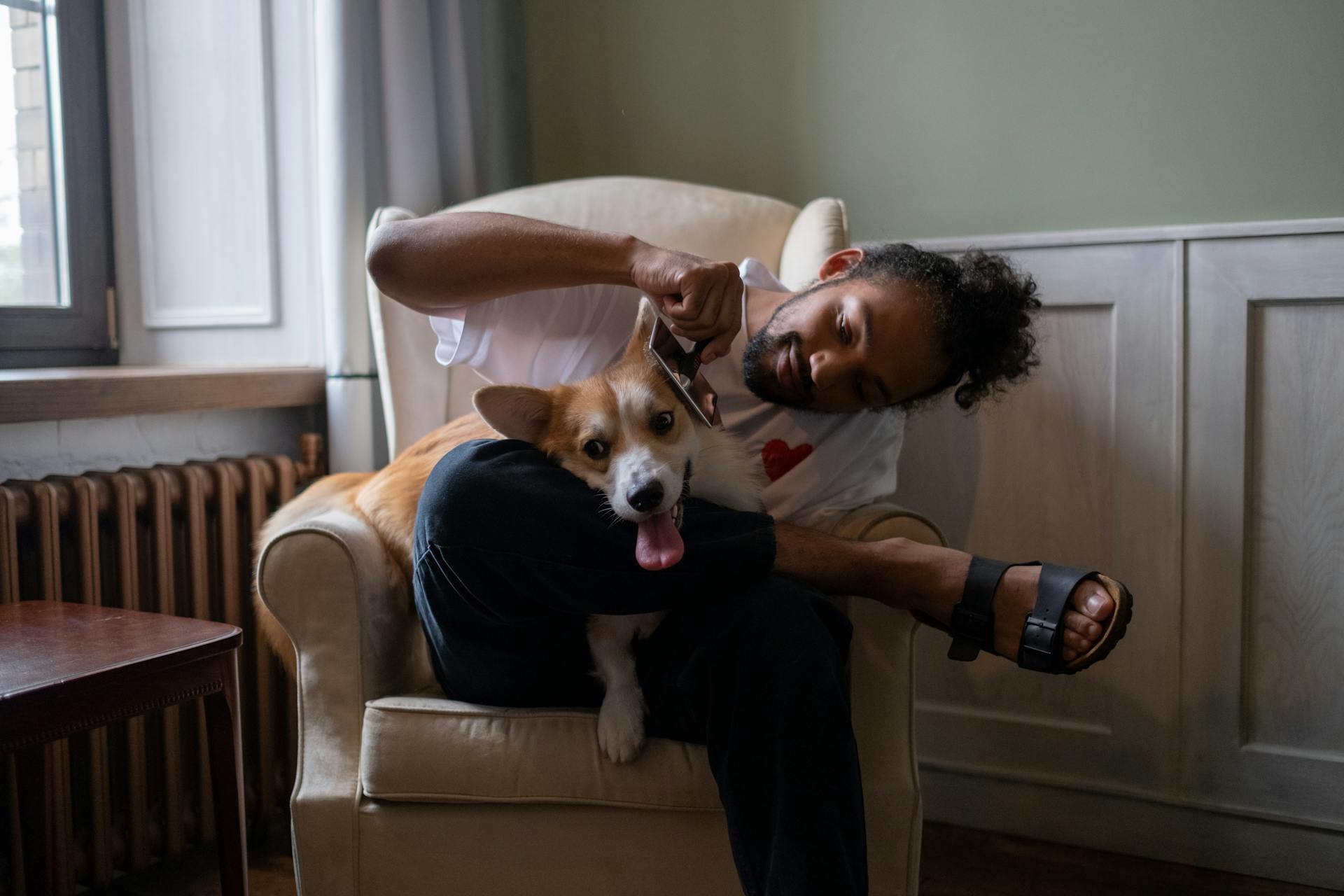 Mannen sitter i en fåtölj och kammar Corgi med Furminator på Alla hjärtans dag