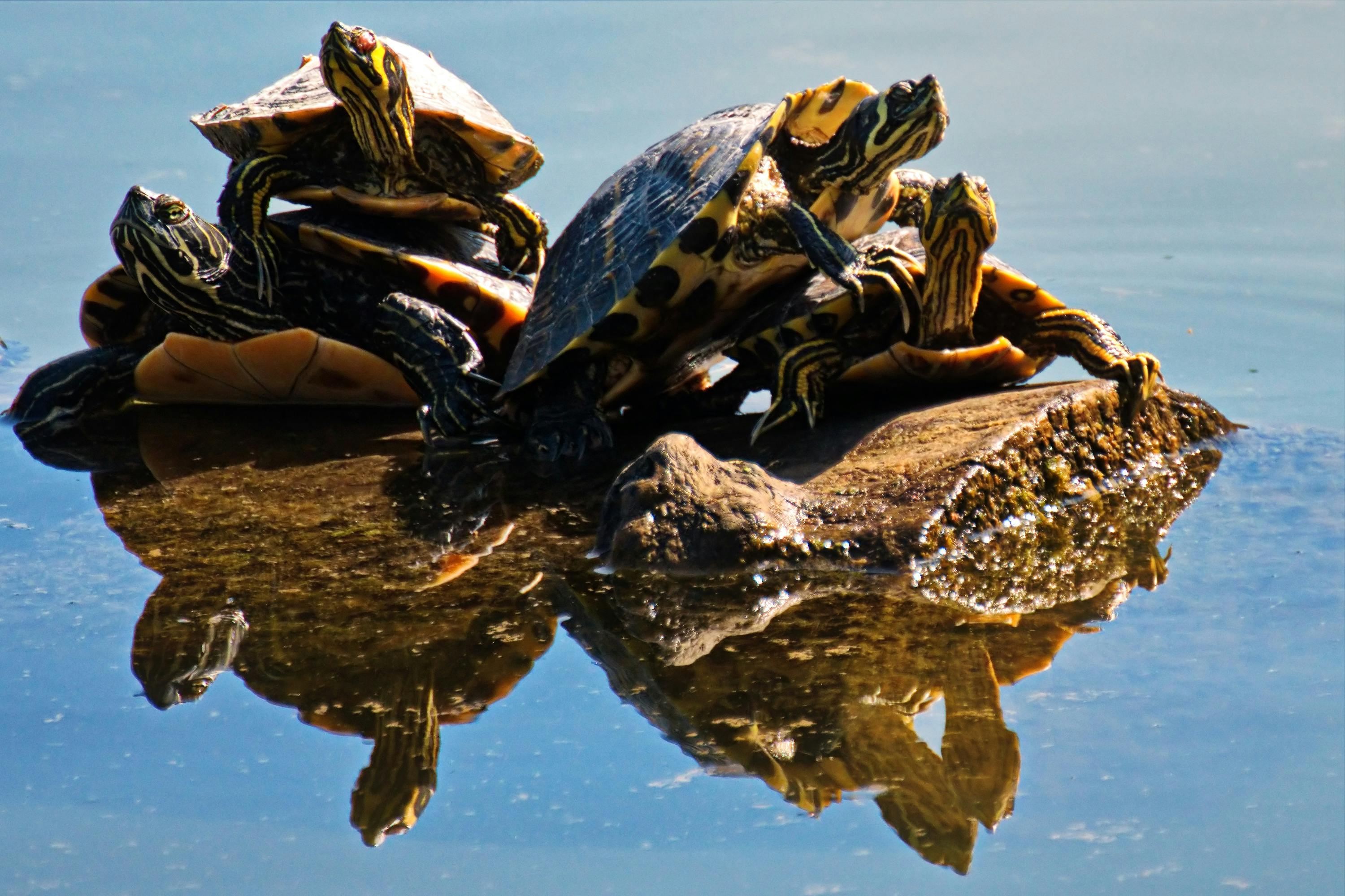 Purple and Blue Sea Turtle · Free Stock Photo