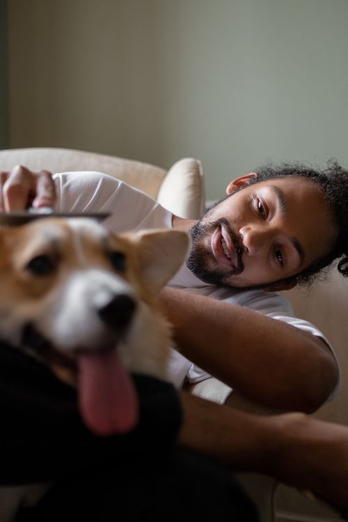Free A man lovingly grooming his cute corgi dog indoors. The pet looks content and playful. Stock Photo