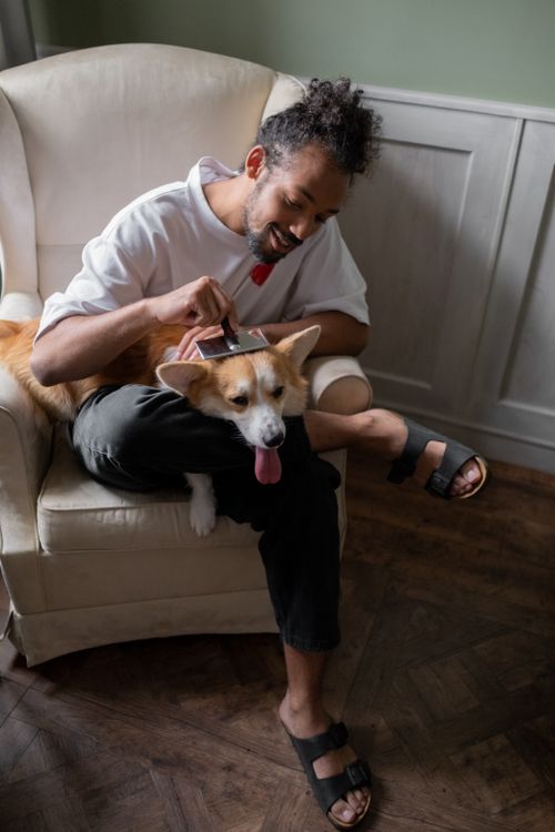 Free Joyful man brushing his Corgi inside a cozy living room setting. Stock Photo