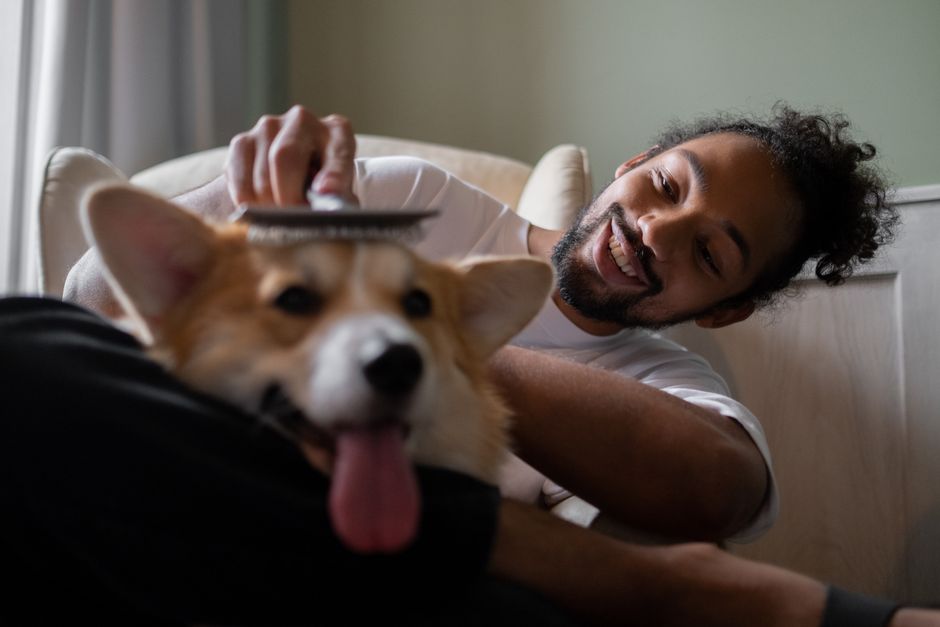 Furminator vs Regular Brush: Shedding Control for Double Coated Dogs A cheerful man brush combs his happy Corgi dog indoors. Perfect for pet lover themes.