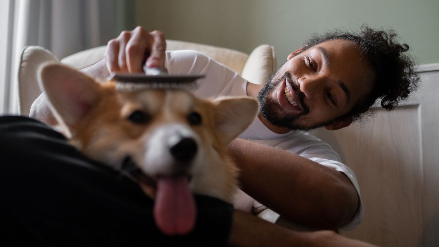 The Four Grooming Basics Every Dog Owner Should Handle at Home